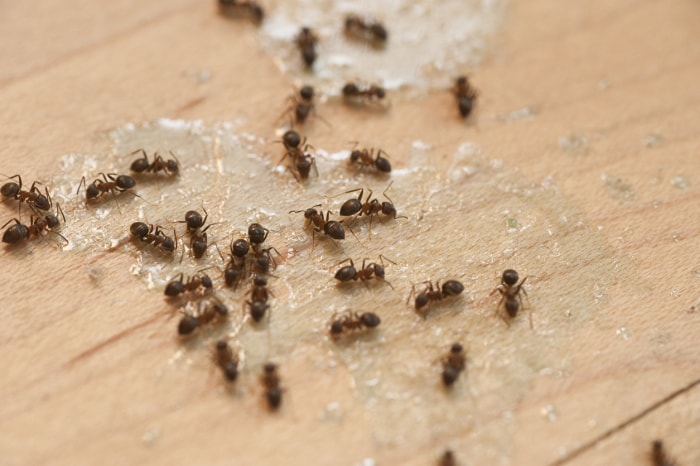 Fourmis dans la salle de bains