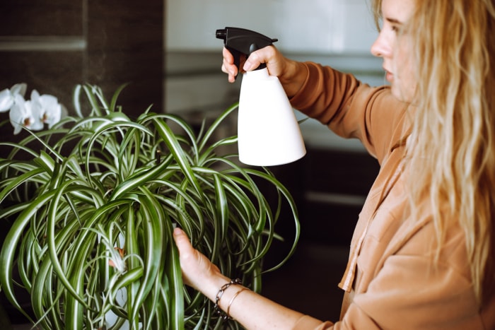 Une femme blonde vaporise une plante araignée verte à la maison à l'aide d'un vaporisateur, arrosant et arrosant les plantes d'intérieur avec un pistolet pulvérisateur. Entretien des plantes le matin.