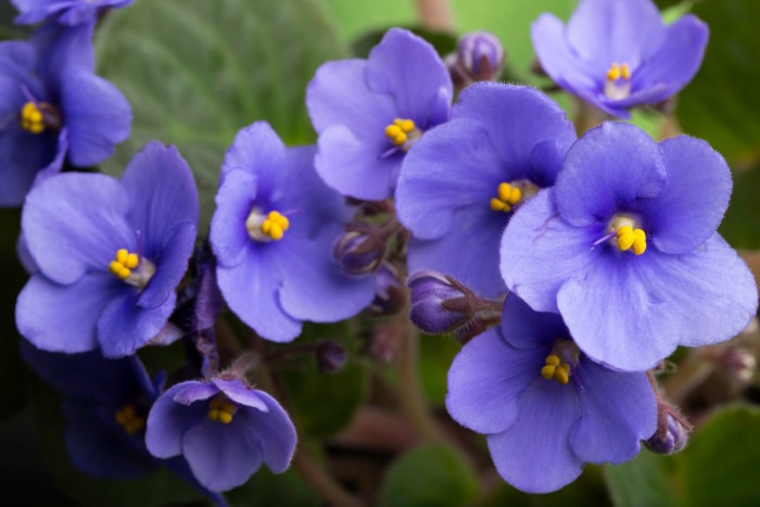 11 fleurs qui donneront à votre jardin une atmosphère de cottage anglais