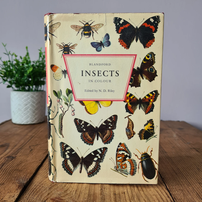 Un livre intitulé Blandford Insectes en couleur avec des papillons sur la couverture se trouve sur une table en bois avec une plante en arrière-plan.