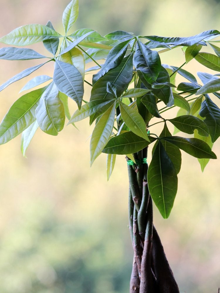 Voici les plantes d'intérieur les plus populaires en Amérique