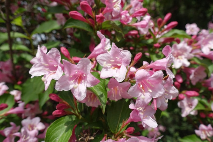 Arbuste de Weigela à fleurs rose clair.