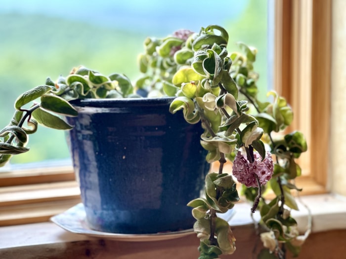 Fleur de Hoya, plante de cire