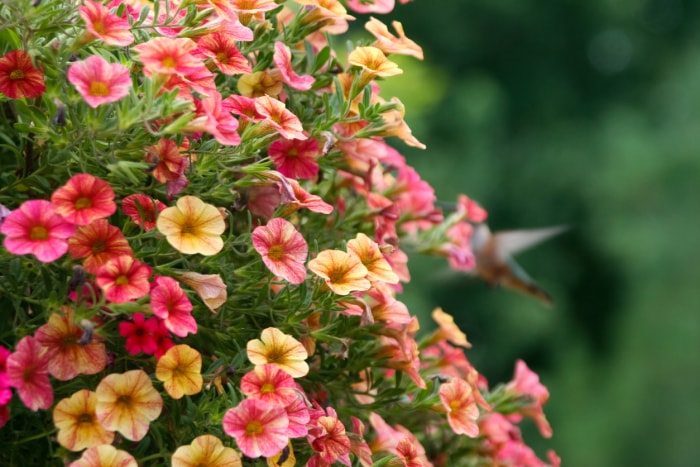 iStock-98265972 jardin antiparasitaire Pétunias en fleurs et colibri