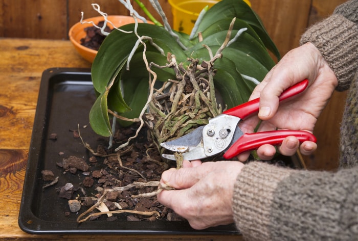 signes d'arrosage excessif des plantes