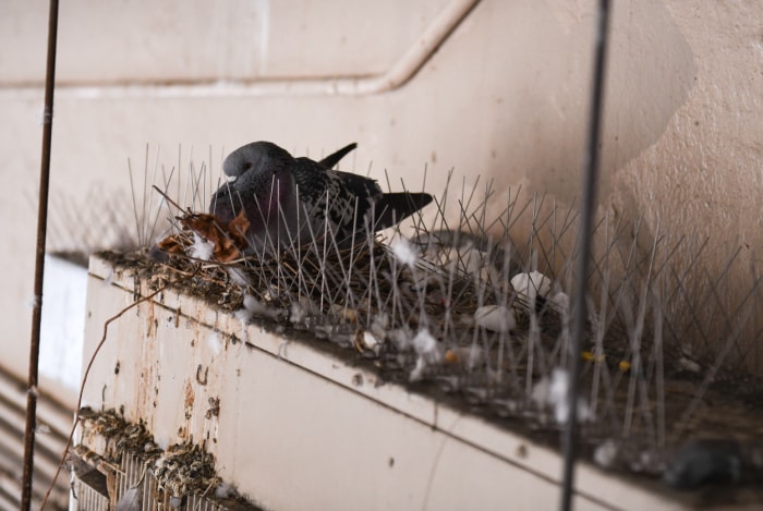 Des oiseaux dans la ventilation de votre sécheuse