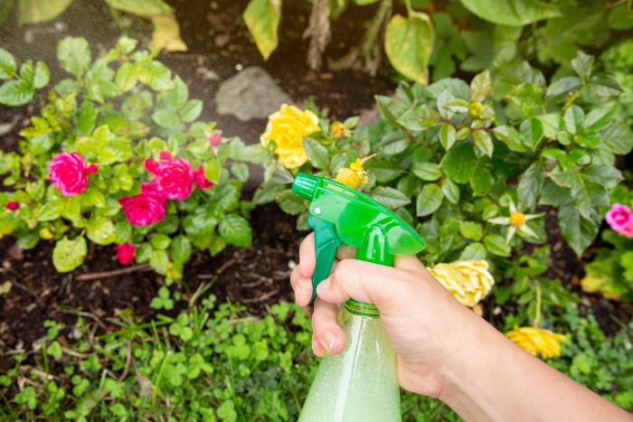 iStock-1334666728 conseils pour le jardinage biologique vue de haut d'une personne utilisant un insecticide maison dans son jardin