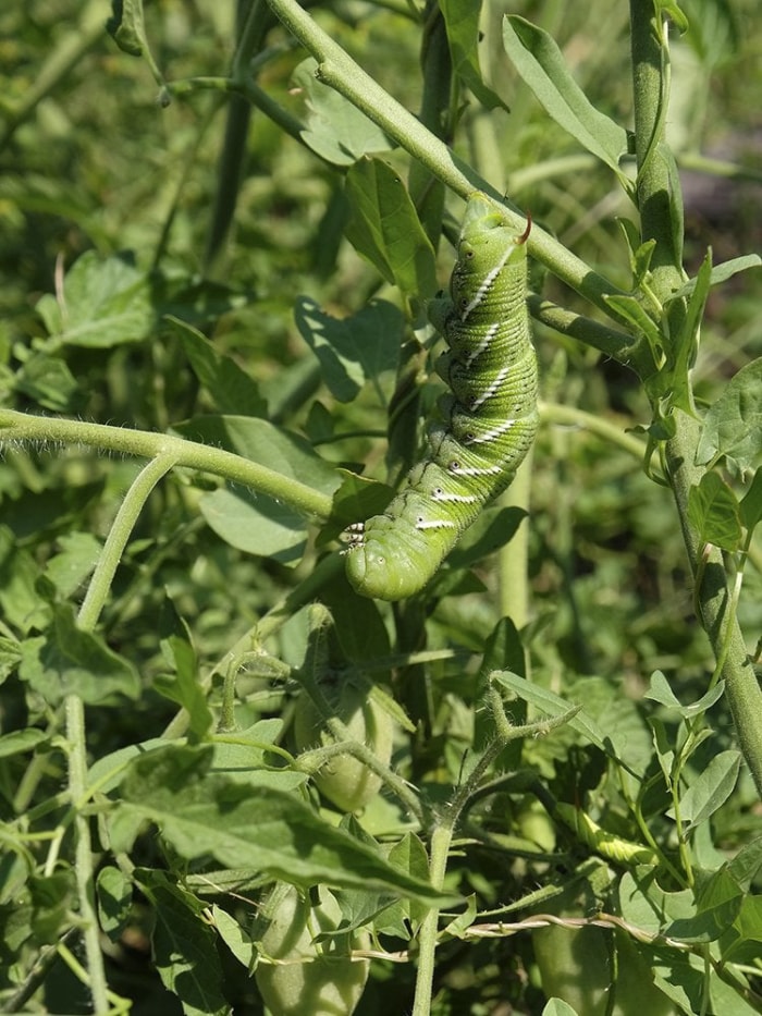 9 signes indiquant que vous avez un problème de nuisibles dans votre jardin