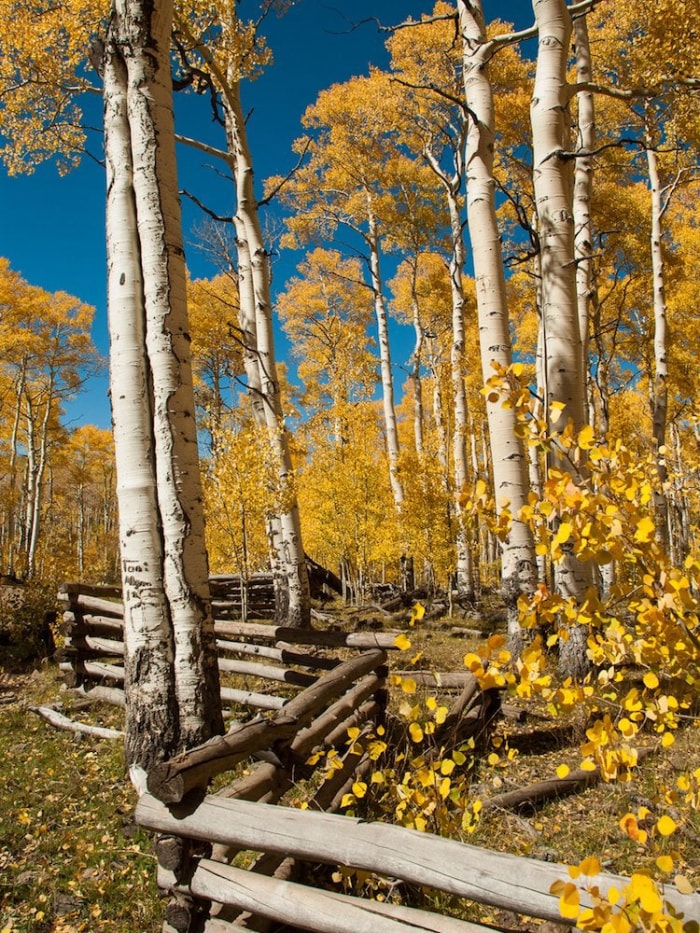 Les meilleurs arbres à planter pour le feuillage d'automne