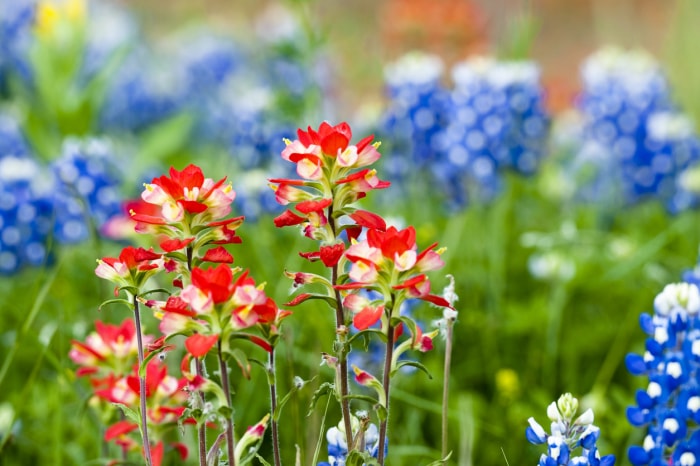 Gros plan sur des fleurs de brosse indienne et de bleu du Texas dans un champ