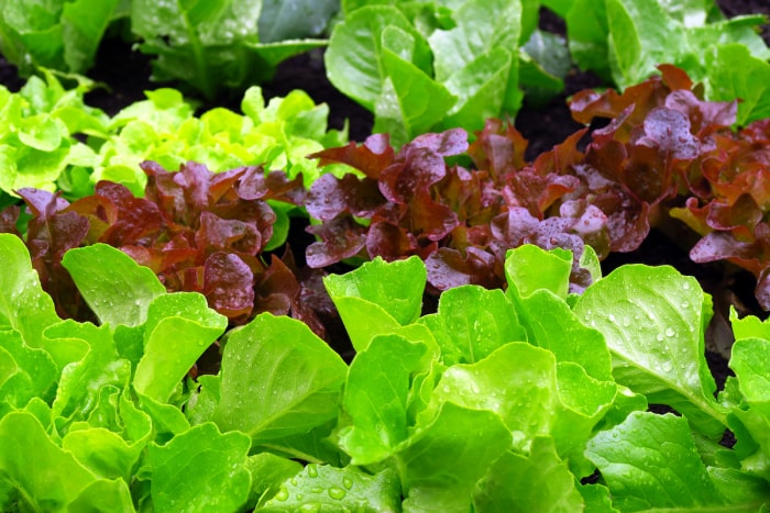 laitue poussant dans un jardin familial planté en septembre