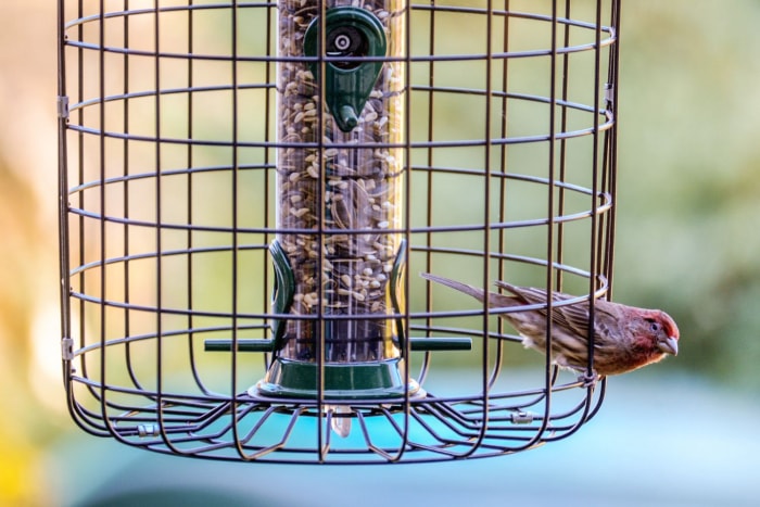 One bird perched on a bird feeder full of seeds