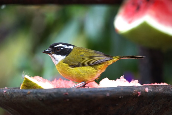 Un bananaquit se perche sur une mangeoire à oiseaux près d'une tranche de pastèque.