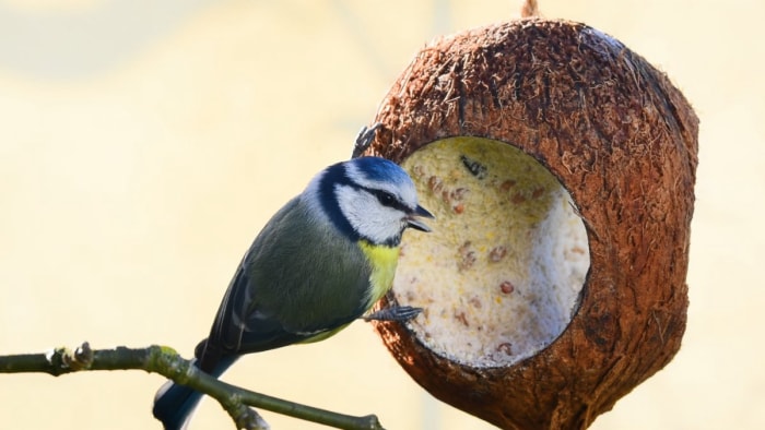 Mésange bleue perchée sur une noix de coco ouverte.