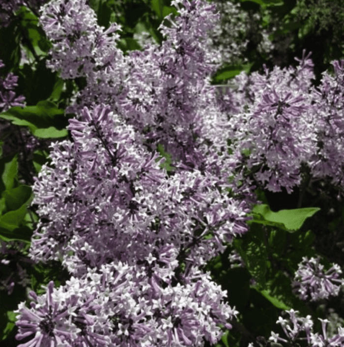 variétés de lilas