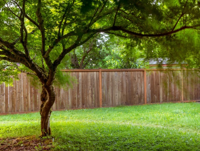 Coût de la transplantation d'arbres