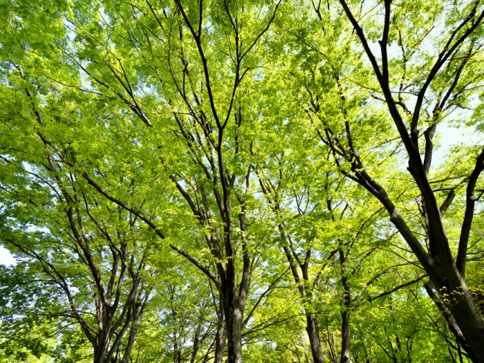 arbres d'ombrage à croissance rapide zelkova japonais