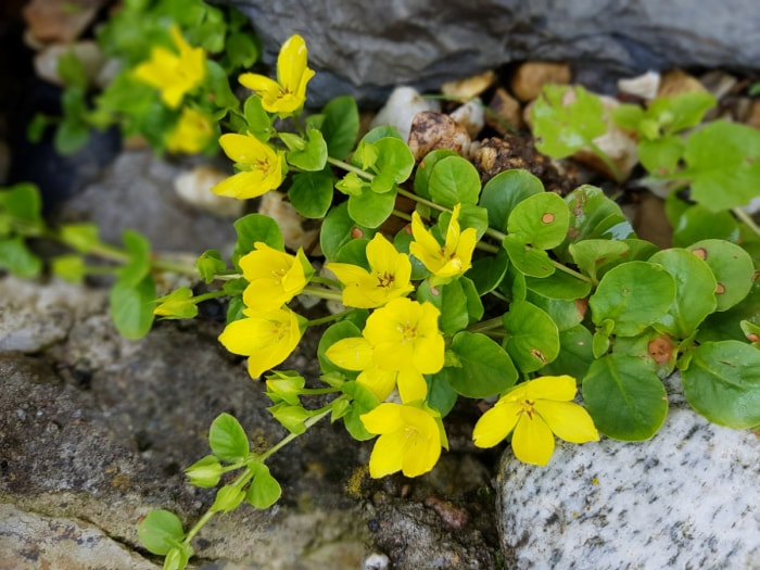 soins de la lys rampant - fleurs de lys rampant jaunes