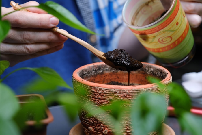 iStock-1391921114 conseils de jardinage biologique Une personne utilise les déchets de cuisine comme engrais pour les plantes