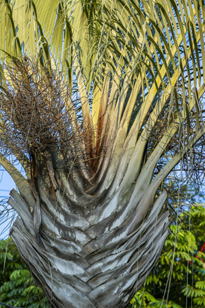 Types de palmiers : Palmier triangulaire (Dypsis decaryi)