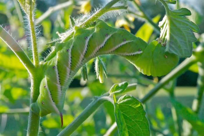 Un sphinx de la tomate mangeant un plant de tomate verte.