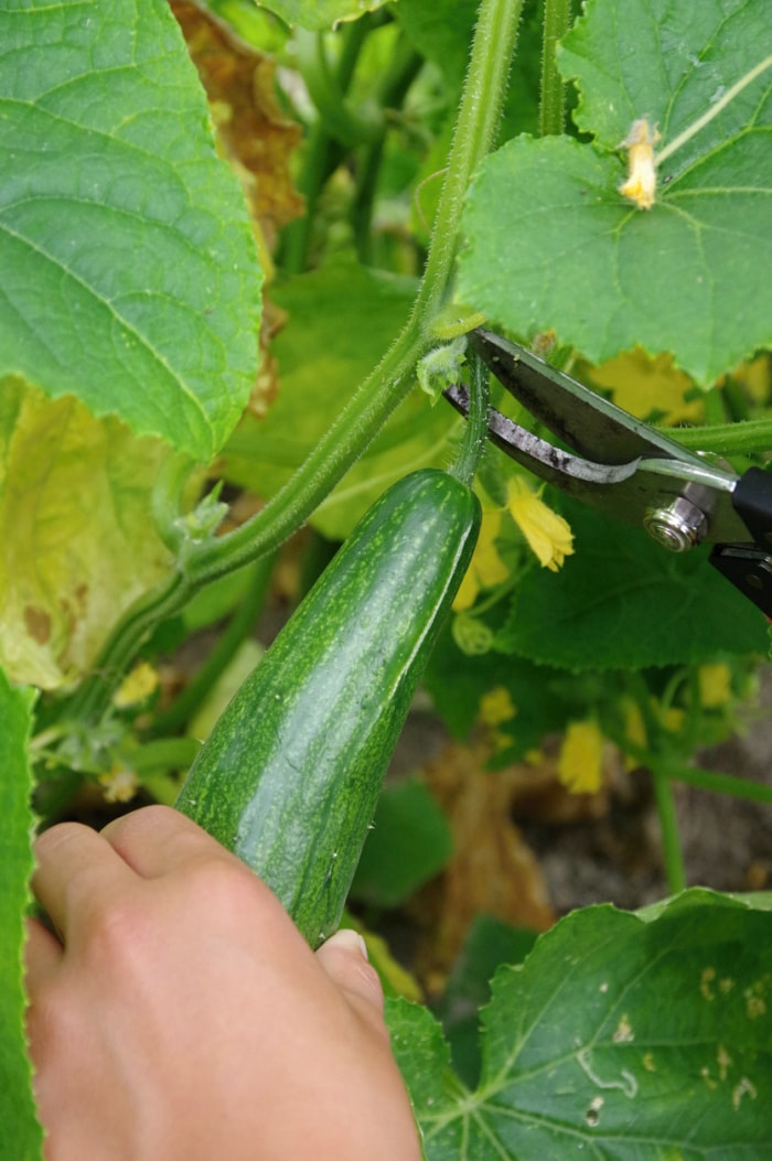 comment faire pousser des concombres