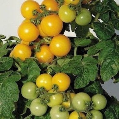 Prêtes à être cueillies : 10 tomates anciennes corsées et savoureuses