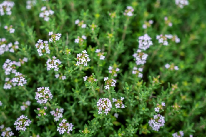 Plante de jardin aux petites fleurs délicates.