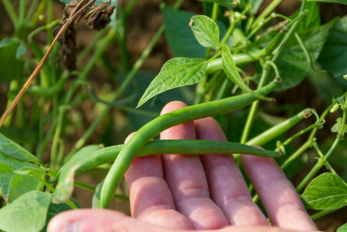 Une personne tenant des haricots verts sur une plante dans un jardin familial.