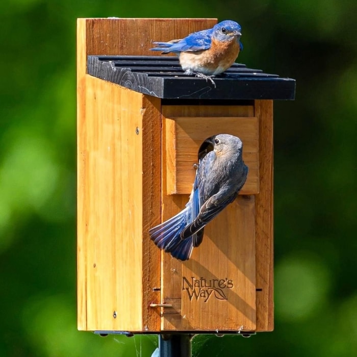 Ce dont tout ornithologue a besoin pour sa cour Option Nature's Way Cedar Bluebird Box House