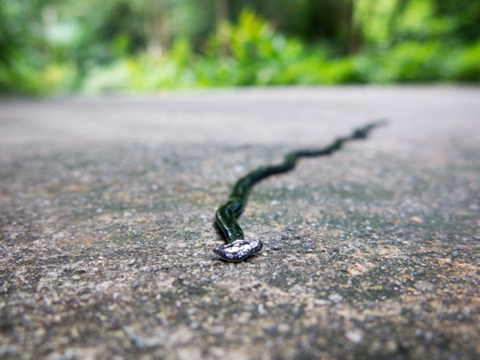 iStock-949032508 worst pests hammerhead worm.jpg