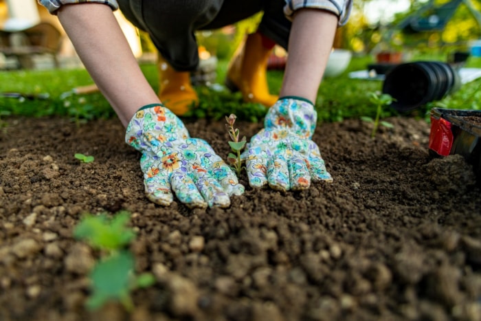 comment labourer un jardin sans motoculteur - mains gantées autour de la plante dans la terre