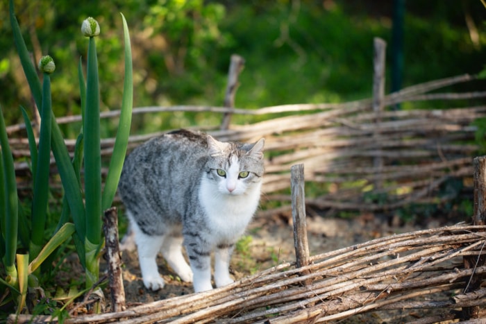 Chat dans le potager