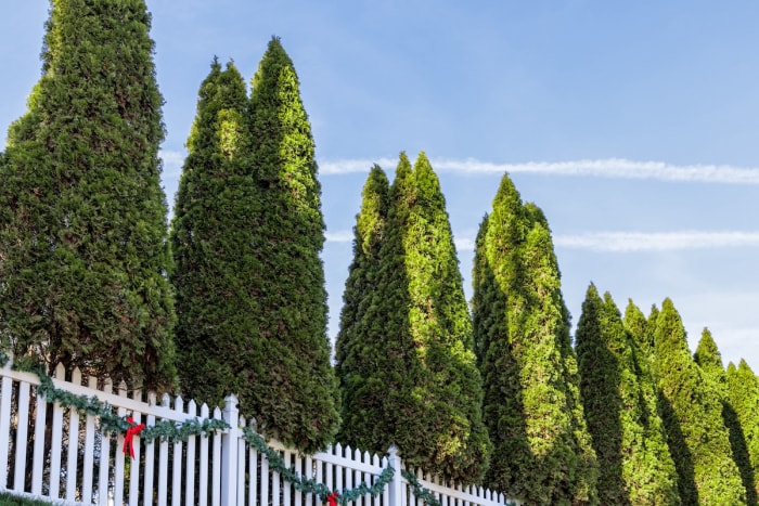 Brise-vent composé d'arbres à feuilles persistantes le long de la clôture d'une maison de banlieue.