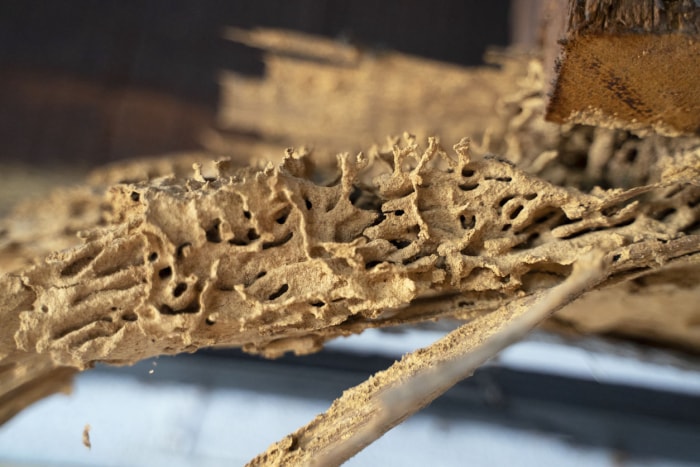 À quoi ressemblent les termites ? Les termites mangent du bois