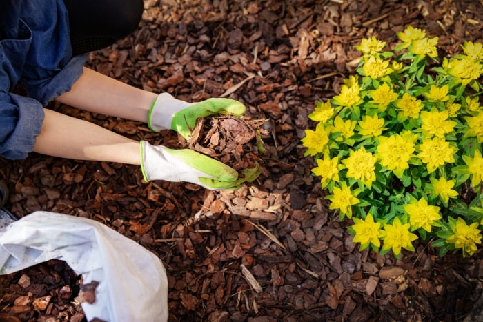 10 tâches de jardinage de saison que vous devriez faire chaque semaine