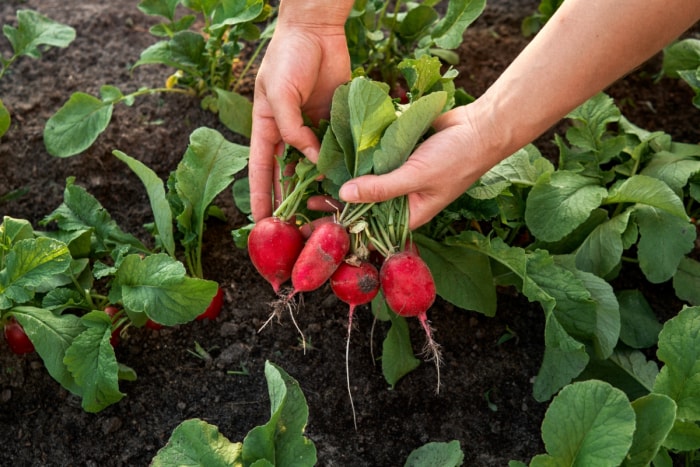 Arrachage de radis dans le jardin