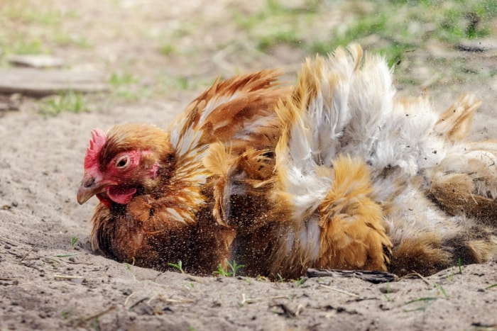 bain de poussière de poulet