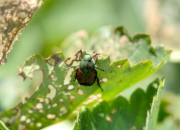 20 conseils pour éloigner toutes les bestioles de votre cour et de votre jardin