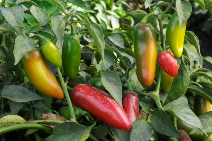 types de poivrons - piments jalapeno sur vigne