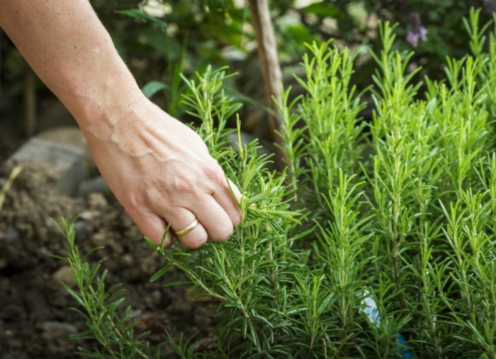 7 herbes qui nettoient la maison