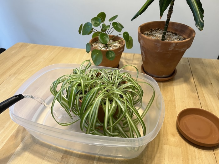 Une personne utilisant un arrosoir et un grand seau pour arroser les plantes d'intérieur dans la cuisine d'une maison.