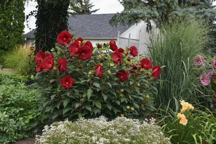 10 plantes hautes pour un paysage intéressant