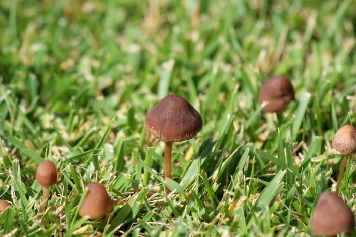 Champignons poussant sur la pelouse