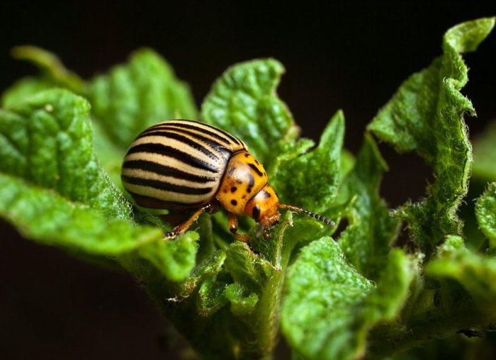 9 signes indiquant que vous avez un problème de nuisibles dans votre jardin