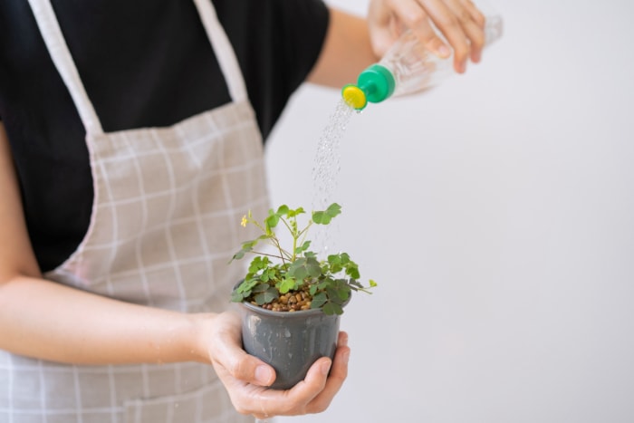 entretien des plantes de trèfle - arrosage de la plante en pot