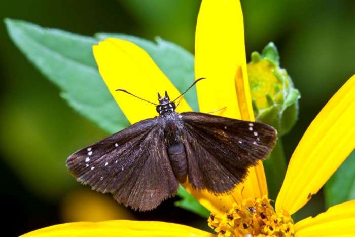 types de papillons