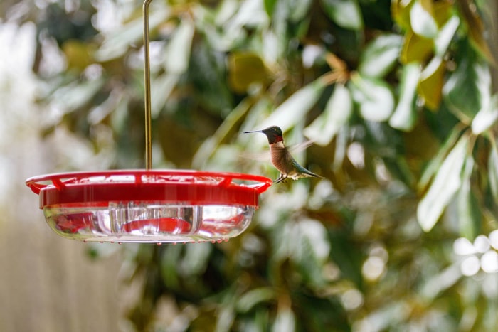 Colibri volant à côté d'une mangeoire à colibris rouge