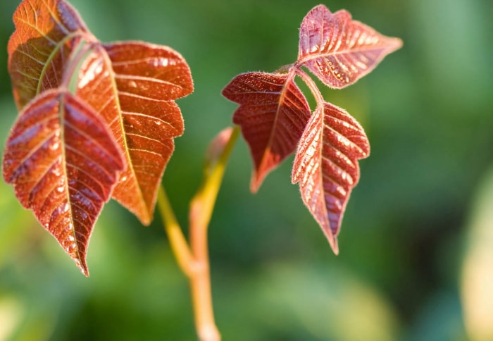 À quoi ressemble le sumac vénéneux ? Les feuilles plus anciennes changent de couleur