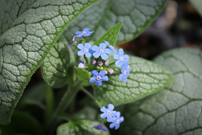 Plante vivace d'ombre Brunnera bugloss aux fleurs bleues.